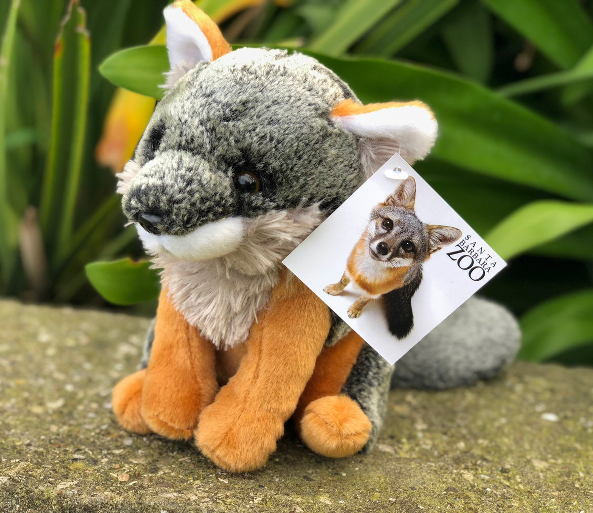 Catalina Fox